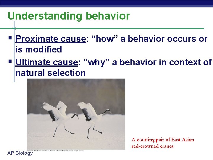 Understanding behavior § Proximate cause: “how” a behavior occurs or § is modified Ultimate