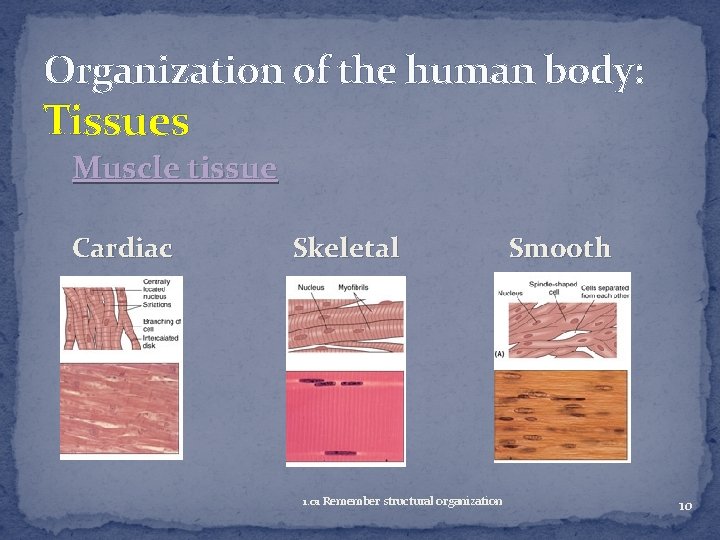 Organization of the human body: Tissues Muscle tissue Cardiac Skeletal 1. 01 Remember structural