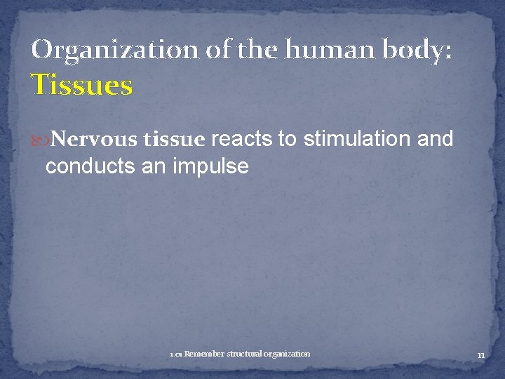 Organization of the human body: Tissues Nervous tissue reacts to stimulation and conducts an