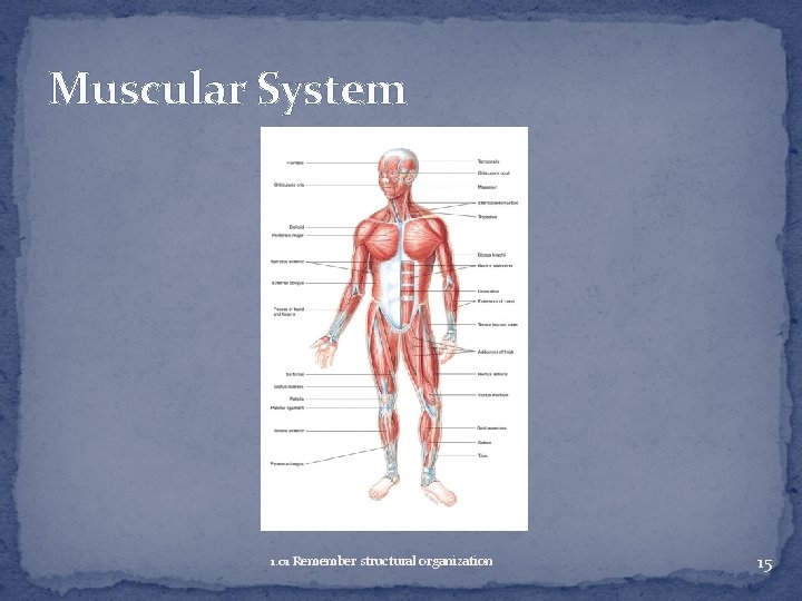 Muscular System 1. 01 Remember structural organization 15 