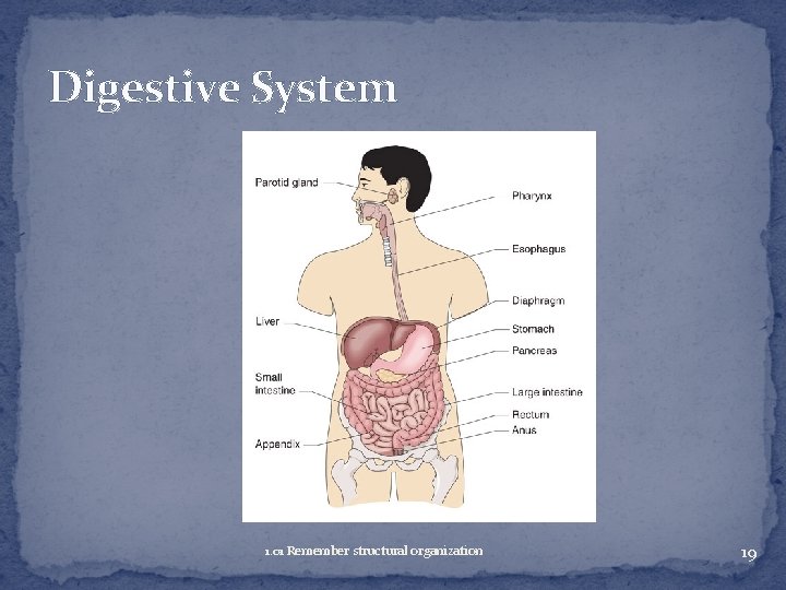 Digestive System 1. 01 Remember structural organization 19 