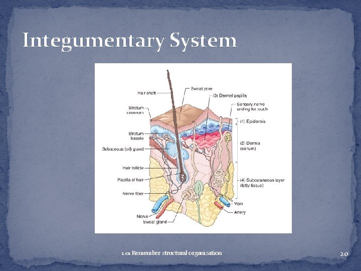 Integumentary System 1. 01 Remember structural organization 20 
