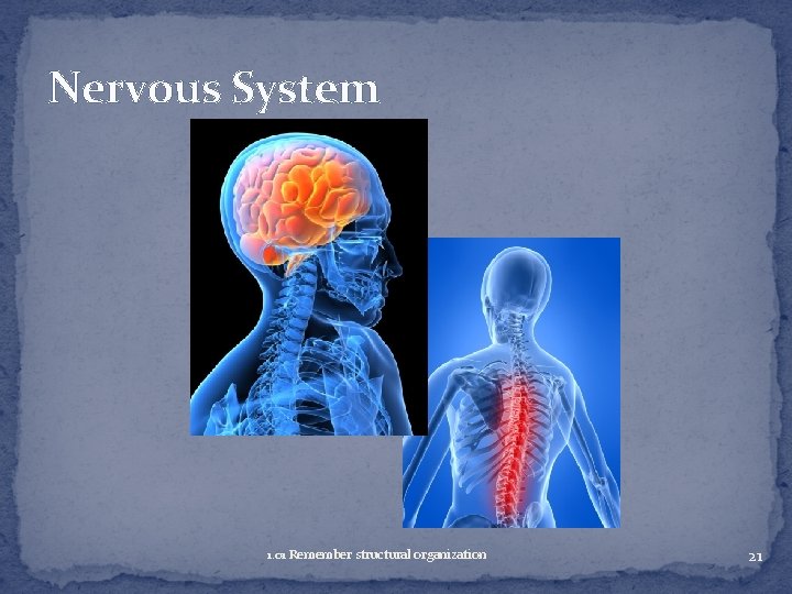 Nervous System 1. 01 Remember structural organization 21 