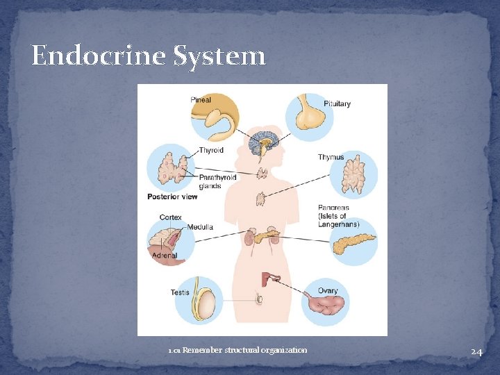 Endocrine System 1. 01 Remember structural organization 24 