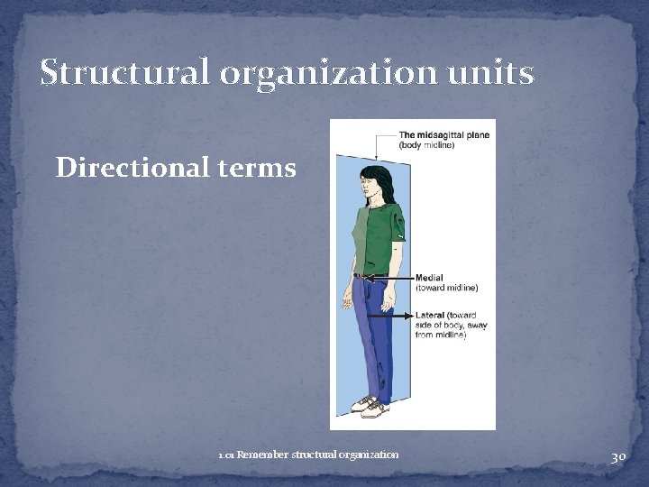 Structural organization units Directional terms 1. 01 Remember structural organization 30 