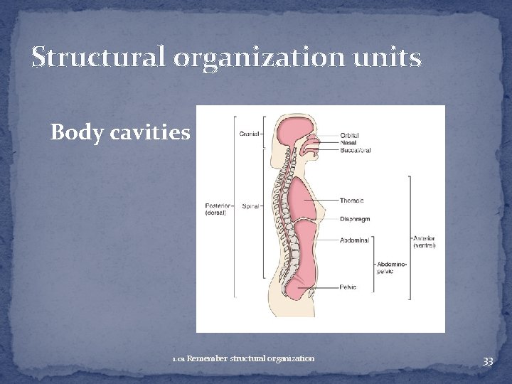 Structural organization units Body cavities 1. 01 Remember structural organization 33 