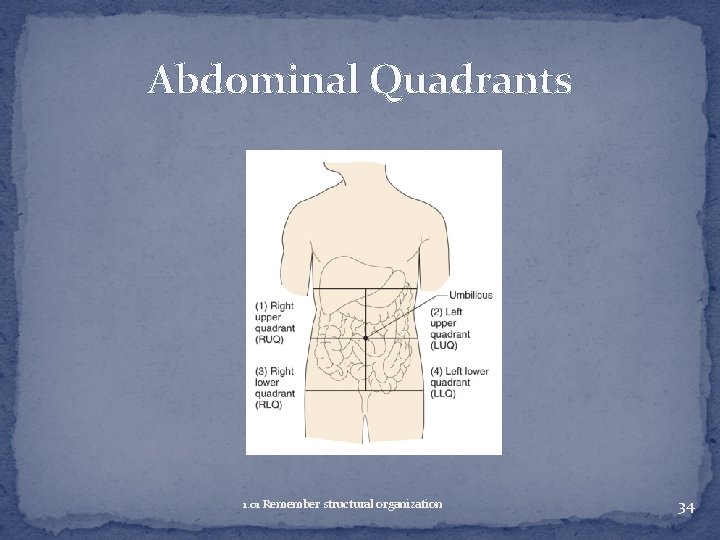 Abdominal Quadrants 1. 01 Remember structural organization 34 