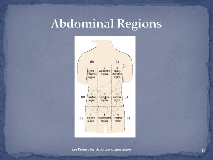 Abdominal Regions 1. 01 Remember structural organization 35 