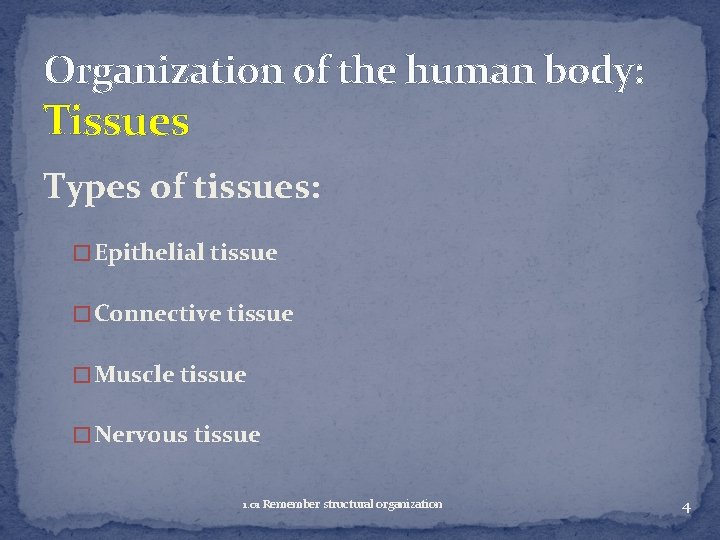 Organization of the human body: Tissues Types of tissues: � Epithelial tissue � Connective