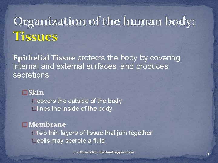 Organization of the human body: Tissues Epithelial Tissue protects the body by covering internal