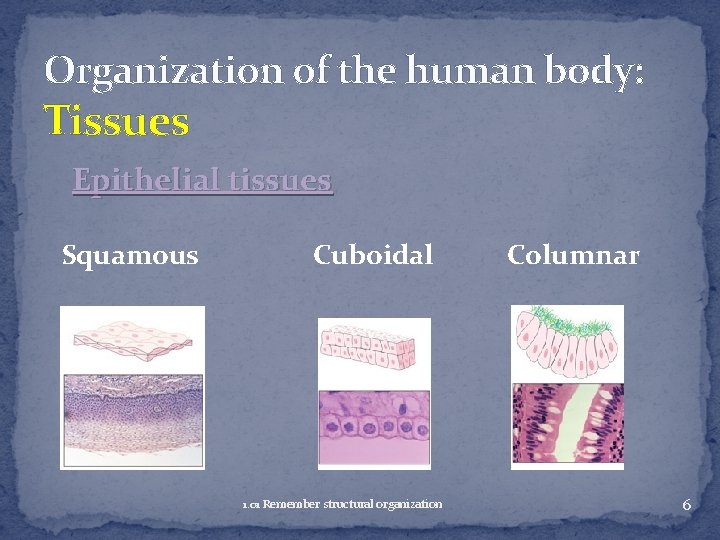 Organization of the human body: Tissues Epithelial tissues Squamous Cuboidal 1. 01 Remember structural