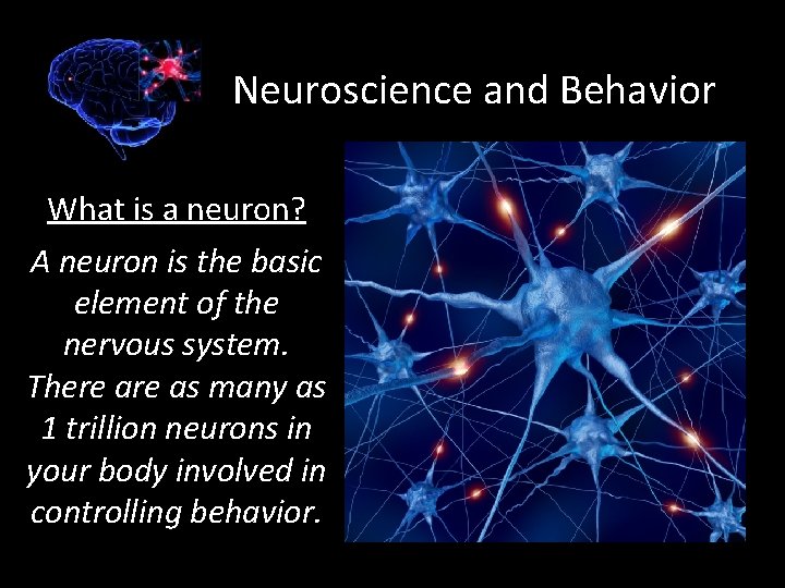 Neuroscience and Behavior What is a neuron? A neuron is the basic element of