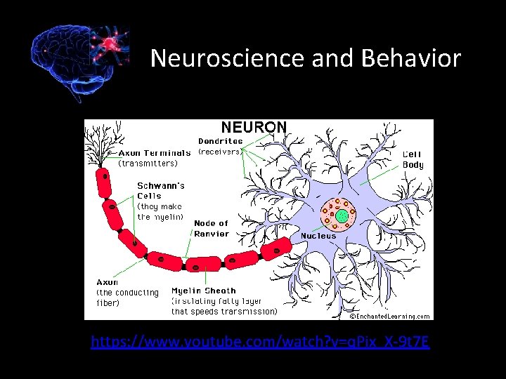 Neuroscience and Behavior https: //www. youtube. com/watch? v=q. Pix_X-9 t 7 E 