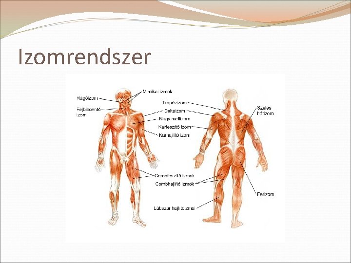 Izomrendszer 