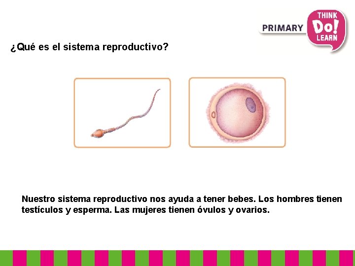 ¿Qué es el sistema reproductivo? Nuestro sistema reproductivo nos ayuda a tener bebes. Los