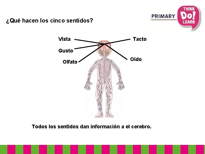 ¿Qué hacen los cinco sentidos? Vista Tacto Gusto Olfato Oído Todos los sentidos dan