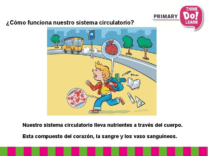 ¿Cómo funciona nuestro sistema circulatorio? Nuestro sistema circulatorio lleva nutrientes a través del cuerpo.