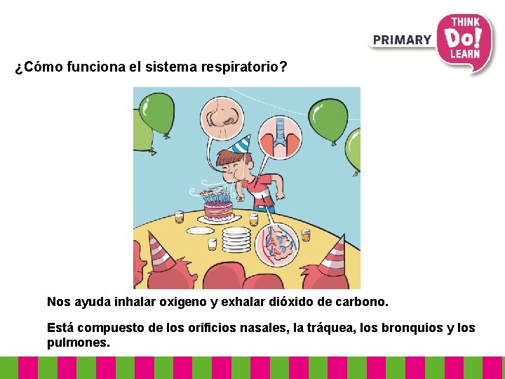 ¿Cómo funciona el sistema respiratorio? Nos ayuda inhalar oxigeno y exhalar dióxido de carbono.