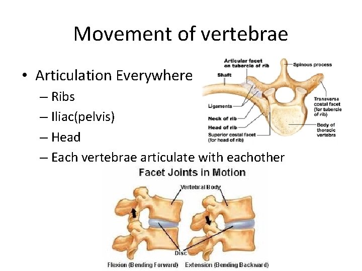 Movement of vertebrae • Articulation Everywhere – Ribs – Iliac(pelvis) – Head – Each