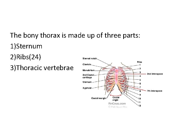 The bony thorax is made up of three parts: 1)Sternum 2)Ribs(24) 3)Thoracic vertebrae 