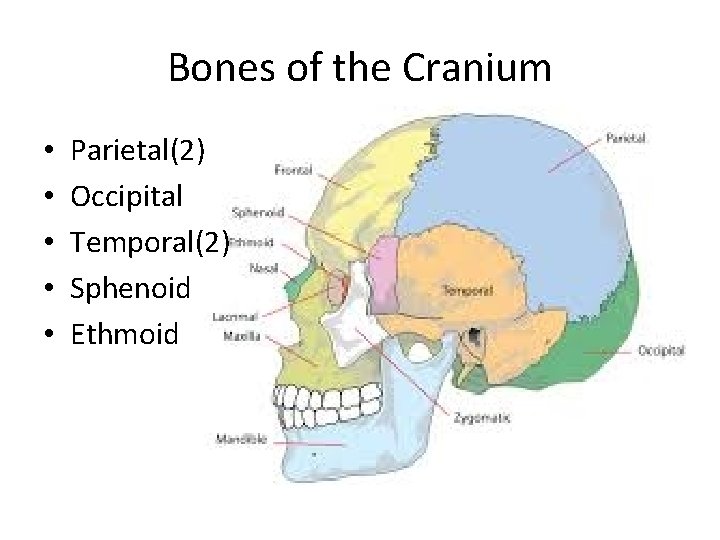 Bones of the Cranium • • • Parietal(2) Occipital Temporal(2) Sphenoid Ethmoid 