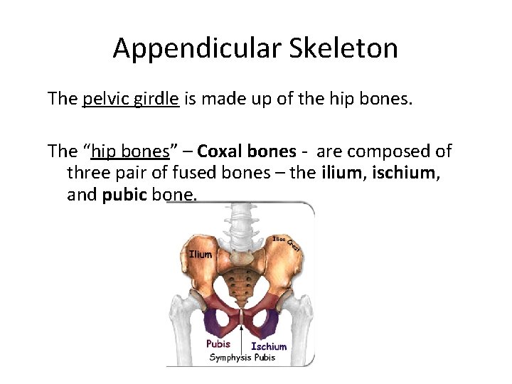 Appendicular Skeleton The pelvic girdle is made up of the hip bones. The “hip