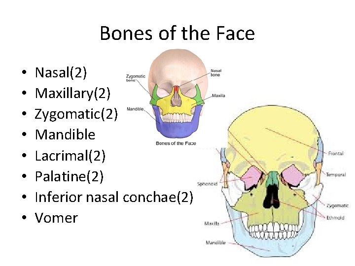 Bones of the Face • • Nasal(2) Maxillary(2) Zygomatic(2) Mandible Lacrimal(2) Palatine(2) Inferior nasal