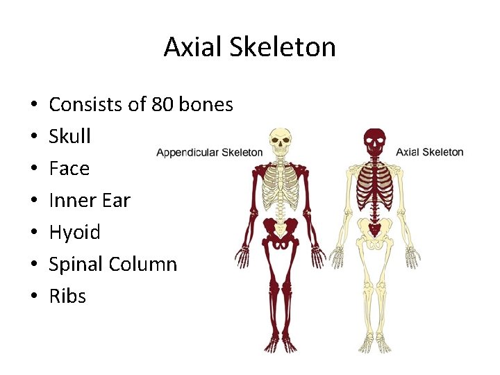 Axial Skeleton • • Consists of 80 bones Skull Face Inner Ear Hyoid Spinal