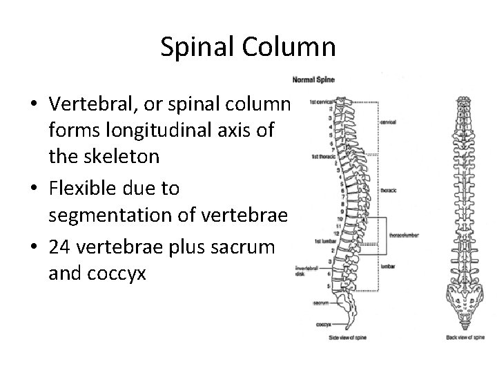 Spinal Column • Vertebral, or spinal column forms longitudinal axis of the skeleton •