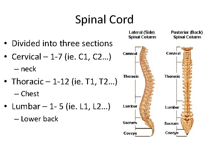 Spinal Cord • Divided into three sections • Cervical – 1 -7 (ie. C