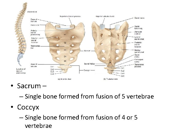  • Sacrum – – Single bone formed from fusion of 5 vertebrae •