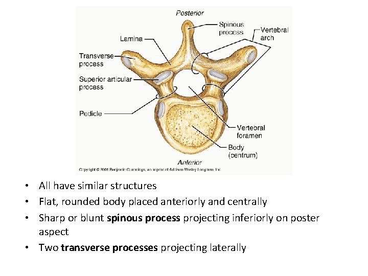  • All have similar structures • Flat, rounded body placed anteriorly and centrally