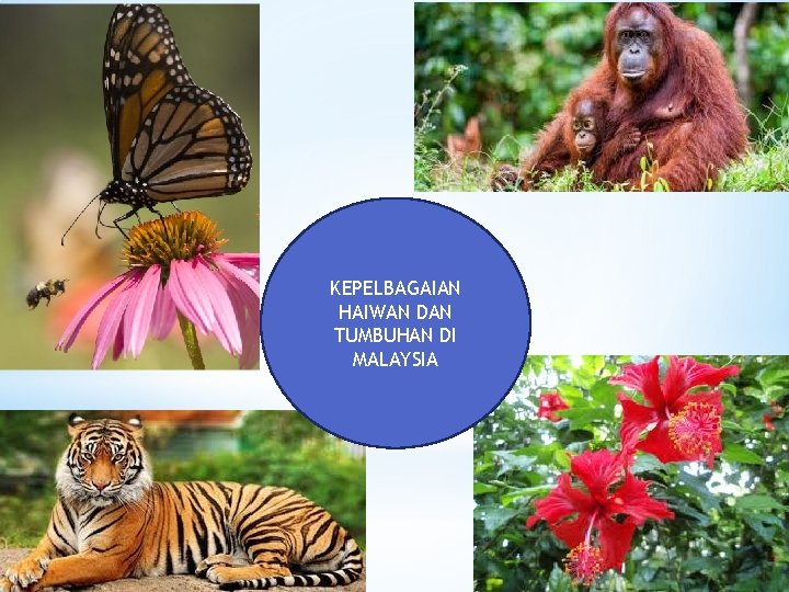 KEPELBAGAIAN HAIWAN DAN TUMBUHAN DI MALAYSIA 