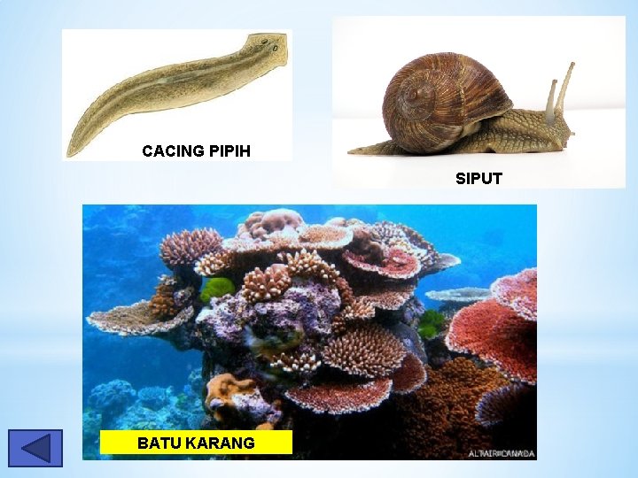 CACING PIPIH SIPUT BATU KARANG 