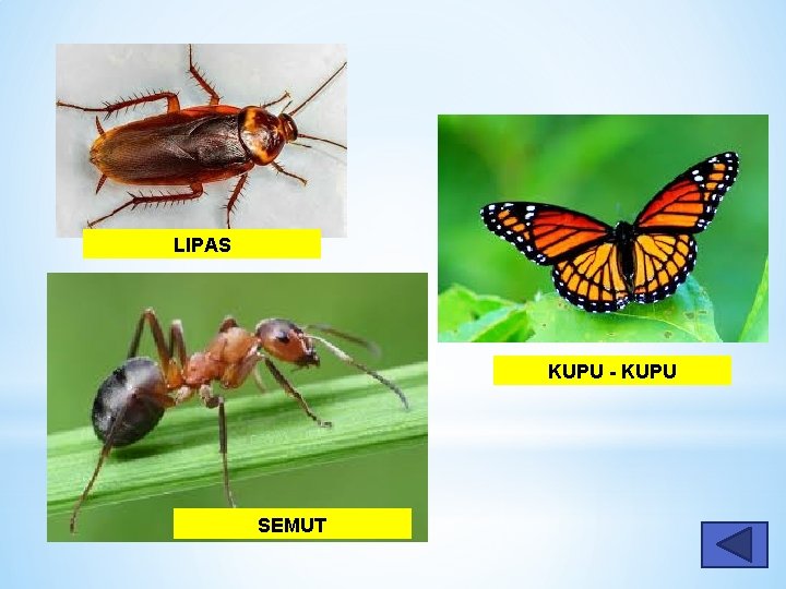 LIPAS KUPU - KUPU SEMUT 