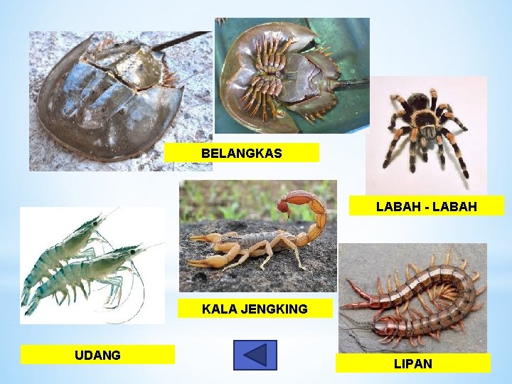 BELANGKAS LABAH - LABAH KALA JENGKING UDANG LIPAN 