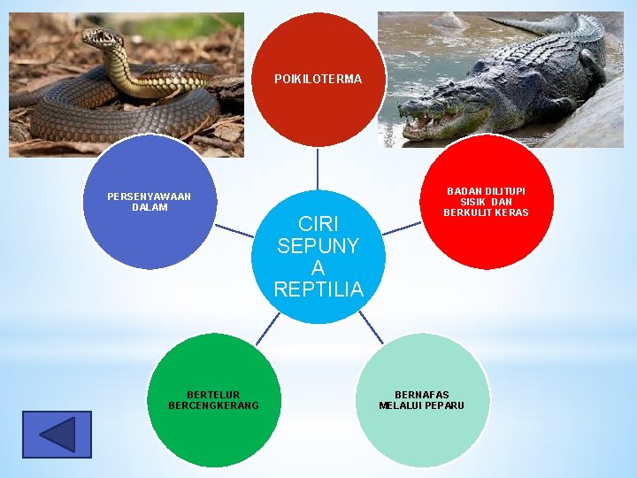 POIKILOTERMA PERSENYAWAAN DALAM BERTELUR BERCENGKERANG CIRI SEPUNY A REPTILIA BADAN DILITUPI SISIK DAN BERKULIT