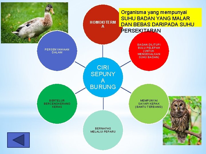 HOMOIOTERM A Organisma yang mempunyai SUHU BADAN YANG MALAR DAN BEBAS DARIPADA SUHU PERSEKITARAN