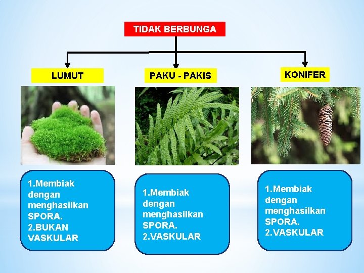 TIDAK BERBUNGA LUMUT 1. Membiak dengan menghasilkan SPORA. 2. BUKAN VASKULAR PAKU - PAKIS