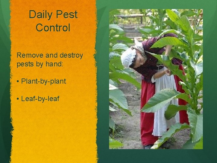 Daily Pest Control Remove and destroy pests by hand: • Plant-by-plant • Leaf-by-leaf 
