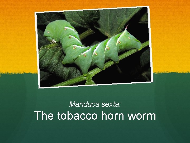 Manduca sexta: The tobacco horn worm 