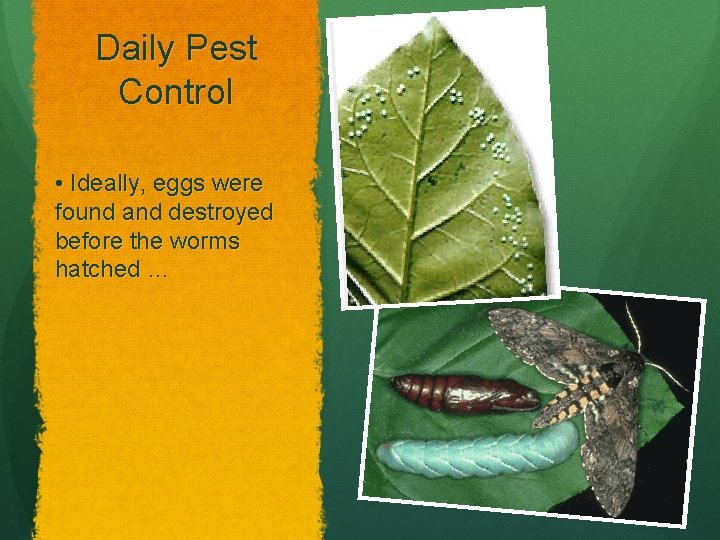 Daily Pest Control • Ideally, eggs were found and destroyed before the worms hatched