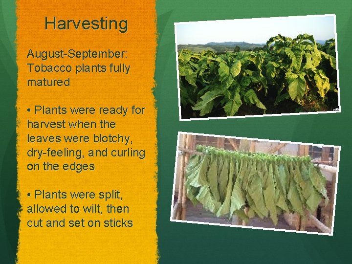 Harvesting August-September: Tobacco plants fully matured • Plants were ready for harvest when the