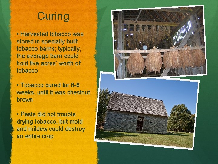 Curing • Harvested tobacco was stored in specially built tobacco barns; typically, the average