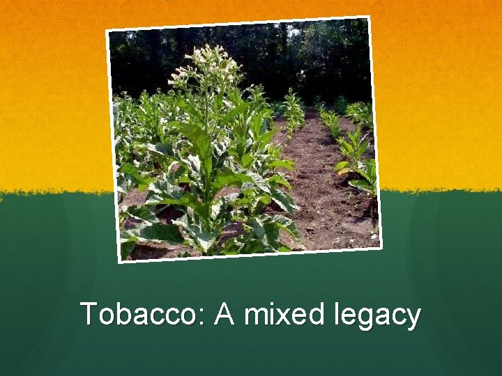 Tobacco: A mixed legacy 