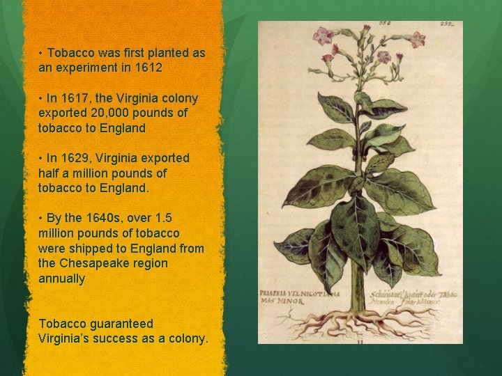  • Tobacco was first planted as an experiment in 1612 • In 1617,