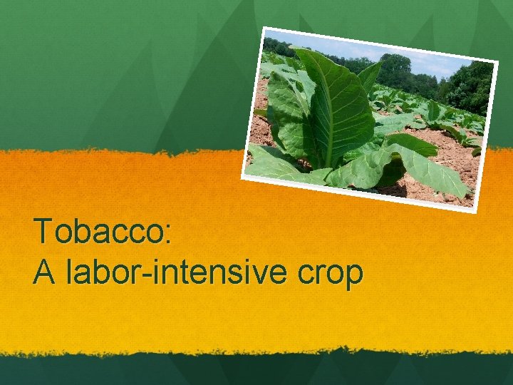 Tobacco: A labor-intensive crop 