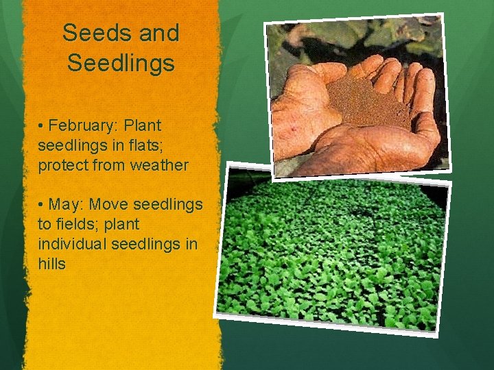 Seeds and Seedlings • February: Plant seedlings in flats; protect from weather • May: