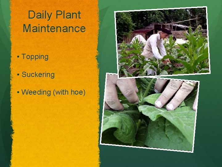 Daily Plant Maintenance • Topping • Suckering • Weeding (with hoe) 