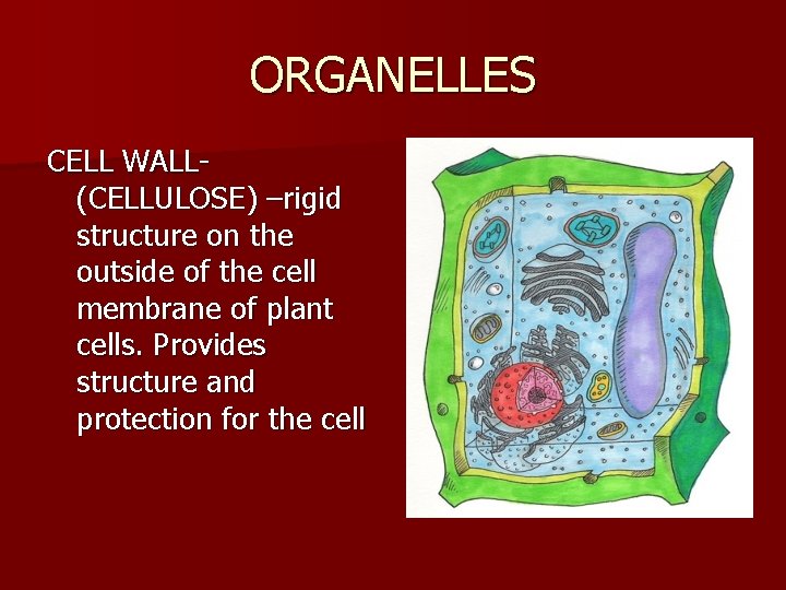 ORGANELLES CELL WALL(CELLULOSE) –rigid structure on the outside of the cell membrane of plant